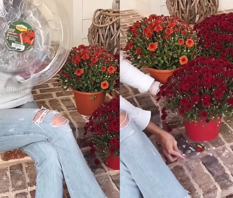 Split screen image of a woman showing the camera plastic pot trays on the left and that same woman sliding the tray under a pot of mums on the right