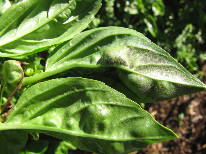 Basil leaves with graying mildew on leaves.