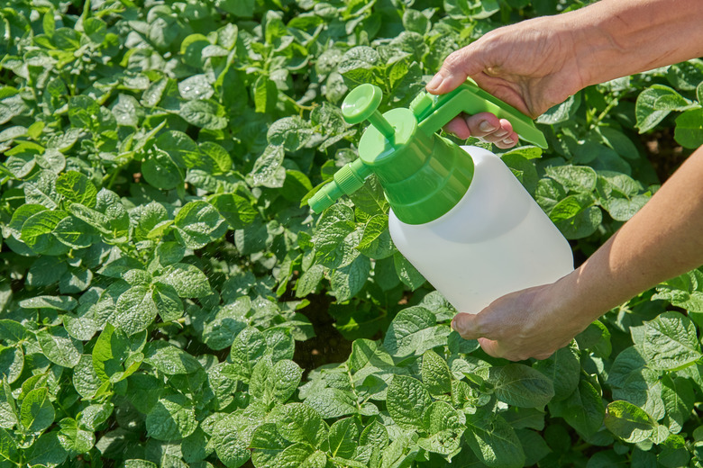 Farmer sprays pesticide with manual sprayer against insects on potato plantation in garden in summer. Agriculture and gardening concept