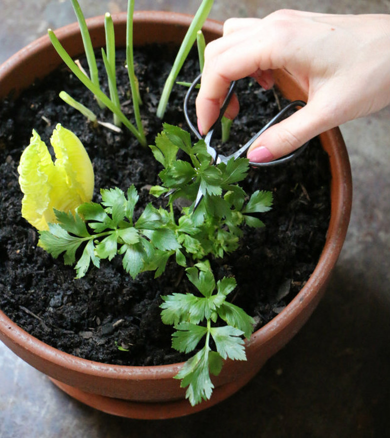 Edible Kitchen Planter Garden