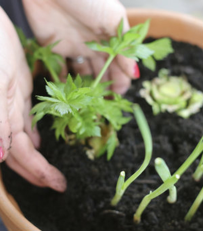 Planting vegetable scraps for regrowth