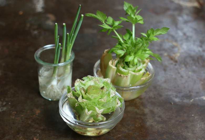 Regrow Vegetables in Water