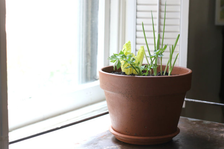 Windowsill Garden