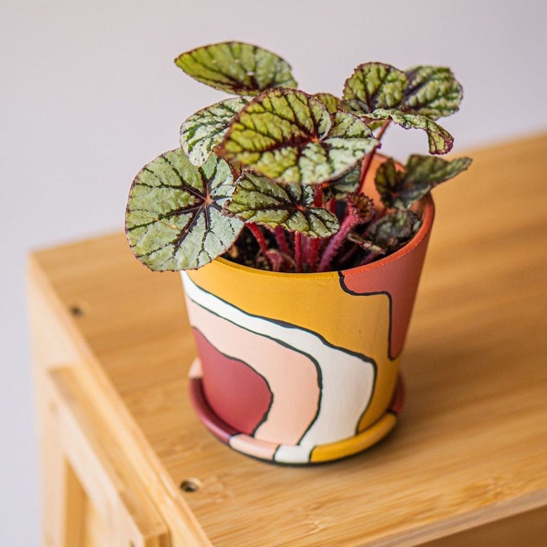 Pepper Palm Desert Days Planter