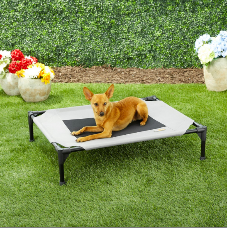 dog on an elevated dog bed in a backyard