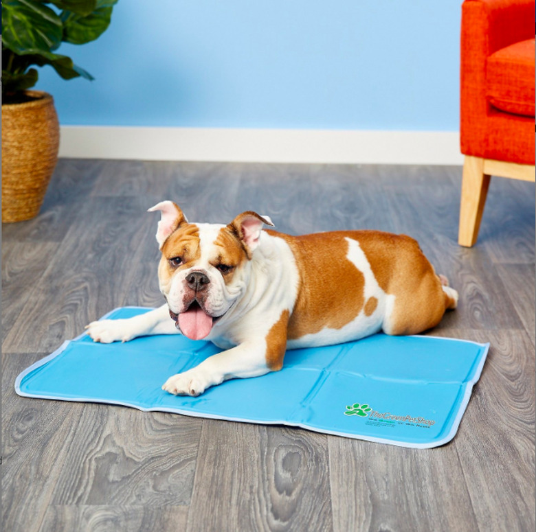 dog on blue cooling mat with plant and chair nearby