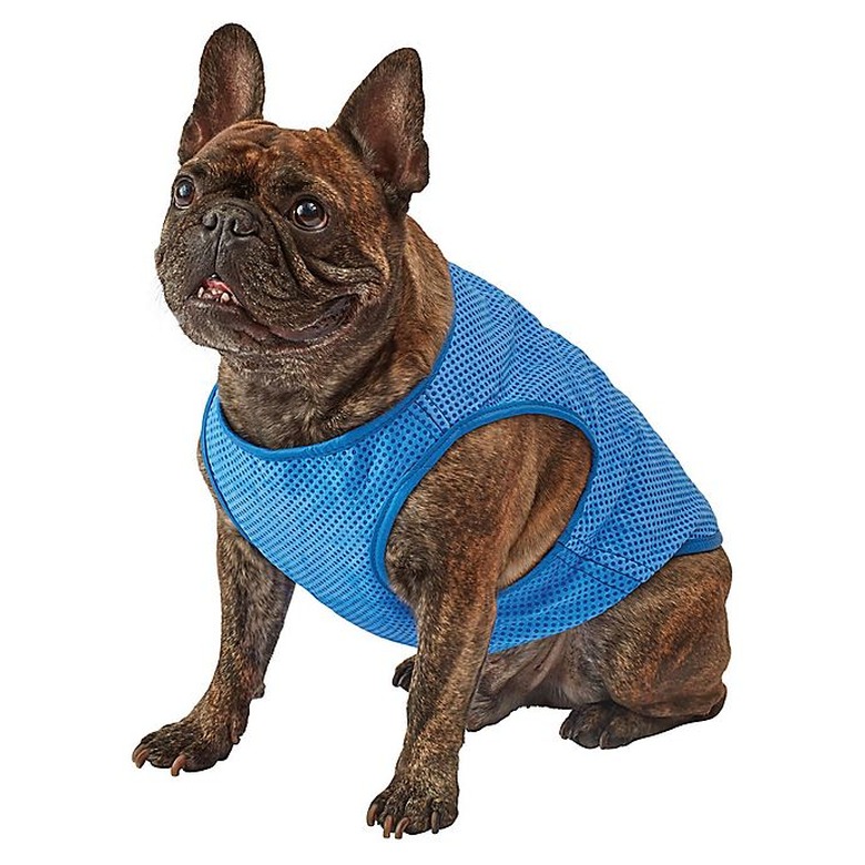 dog wearing blue cooling vest