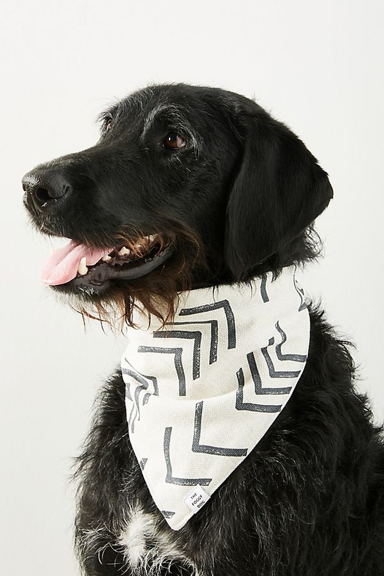 dog with black and white bandanna