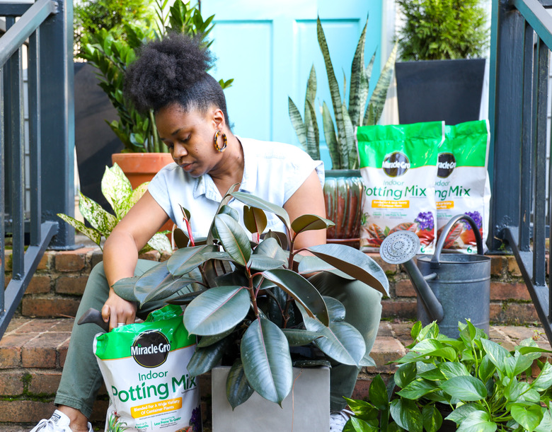 repotting indoor plants