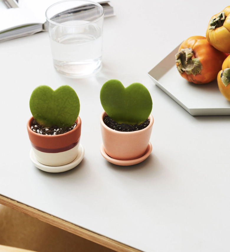 small hoya heart plant