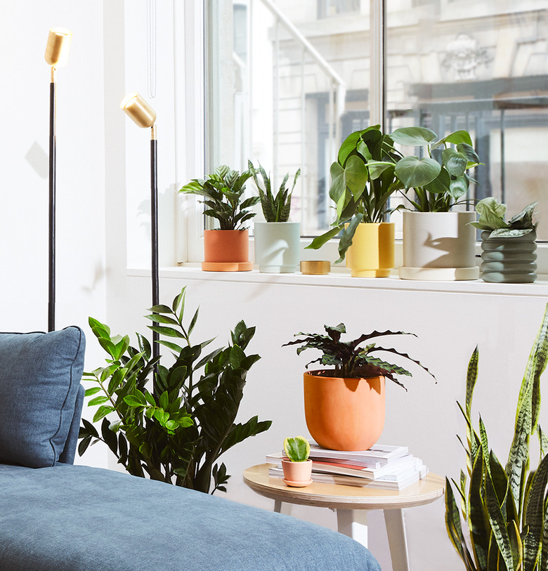 a photo of a zz plant