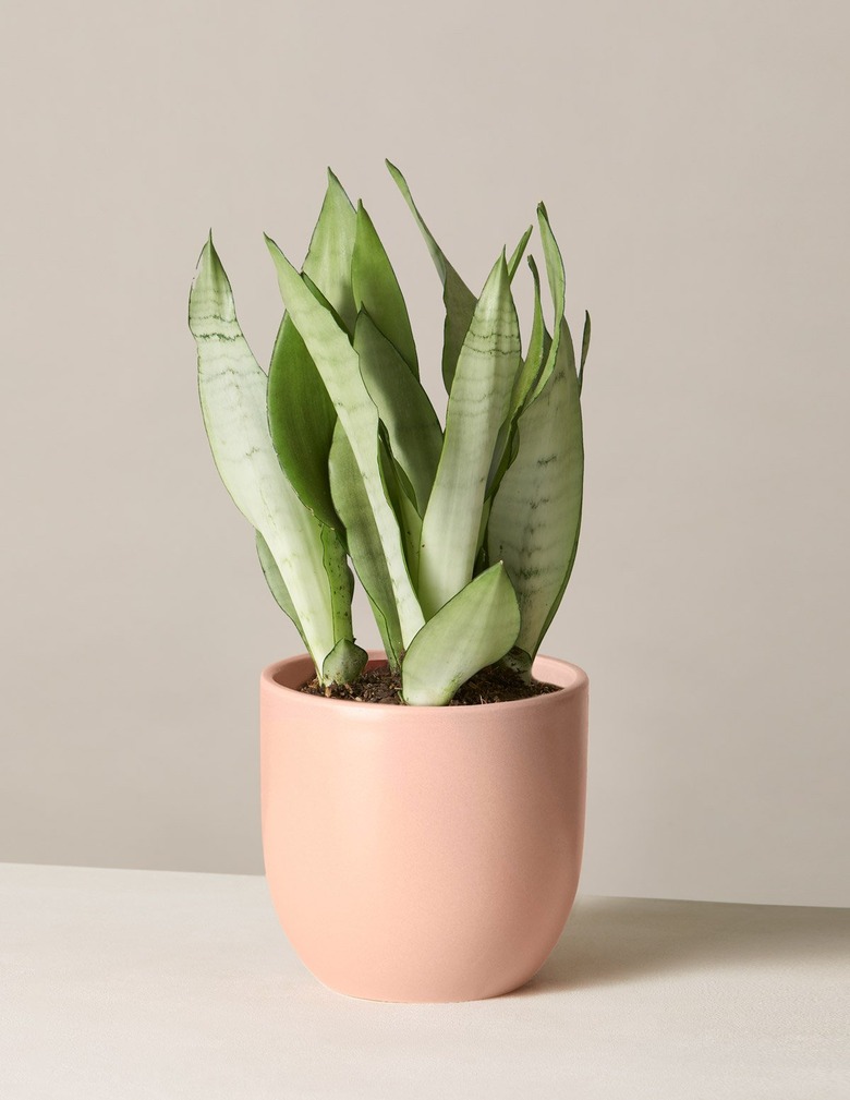 snake plant moonshine variety in peach coloered planter