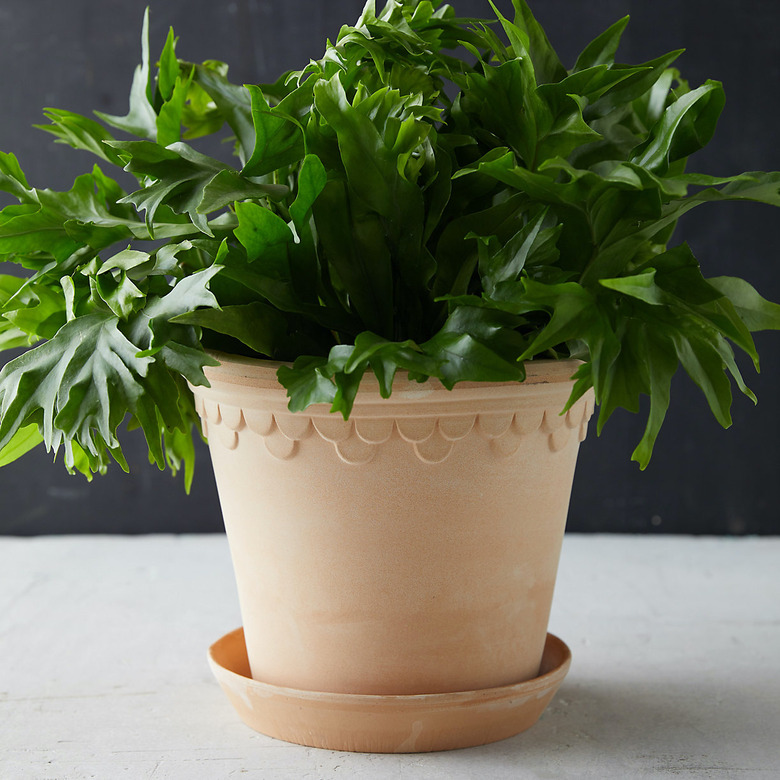 traditional terra cotta planter and drip tray
