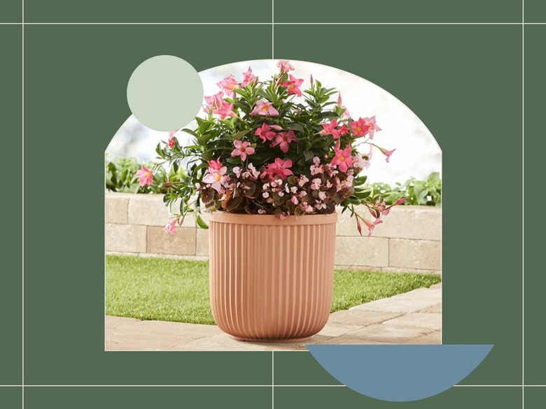 outdoor plant design