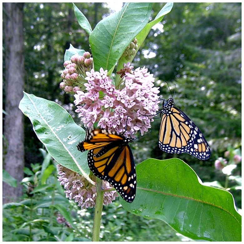 Milkweed plant with butterflies