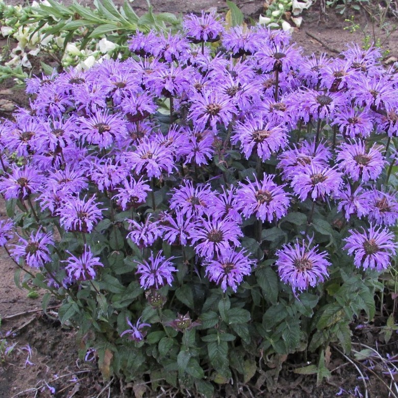 Bee Balm plant