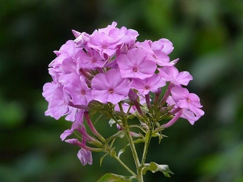 Garden Phlox