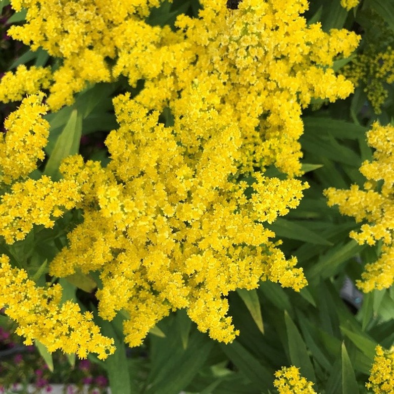 Stiff Goldenrod plant