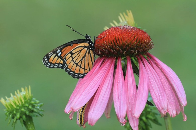 Coneflower Plant