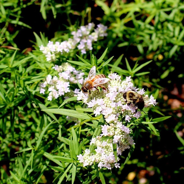 Mountain Mint plant