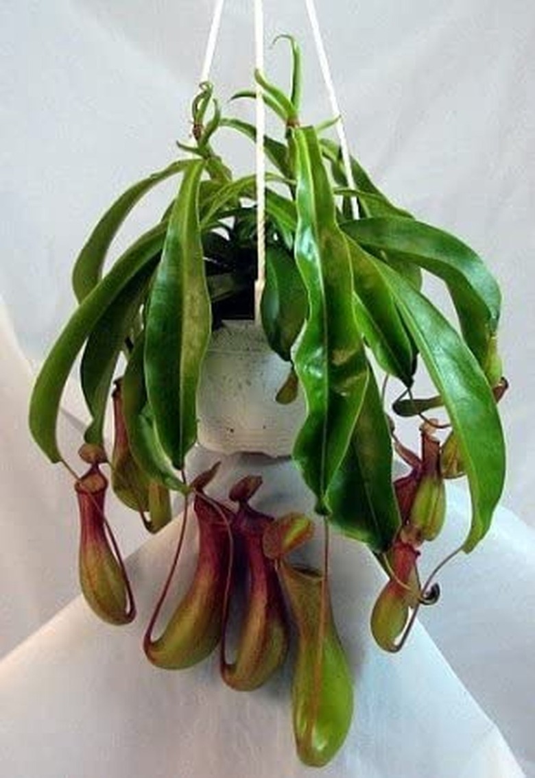 JM Bamboo Asian Pitcher Plant