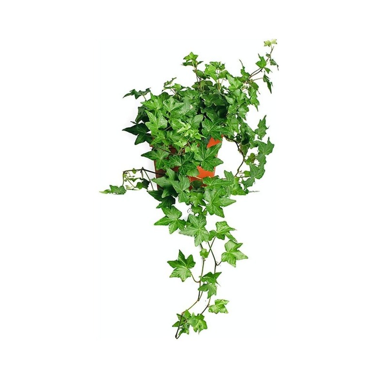 American Plant Exchange English Ivy