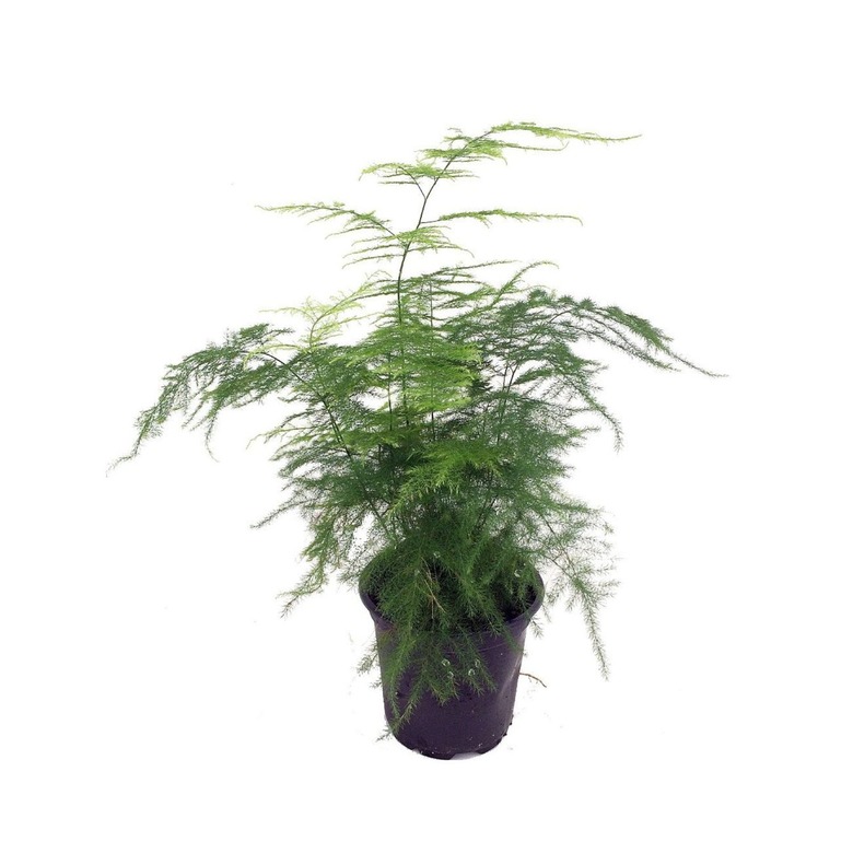 Fern Leaf Asparagus Fern