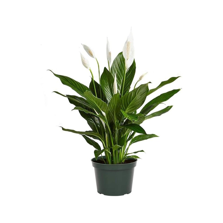 American Plant Exchange Peace Lily