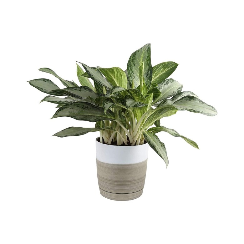 Costa Farms Chinese Evergreen