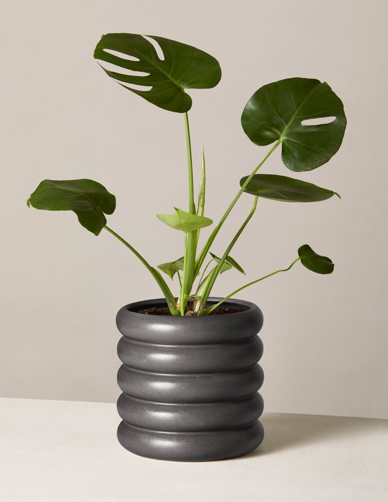 Monstera plant in black modern planter