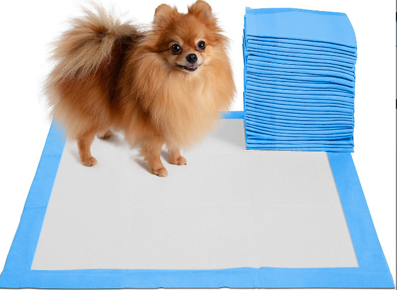 dog standing near pee pads