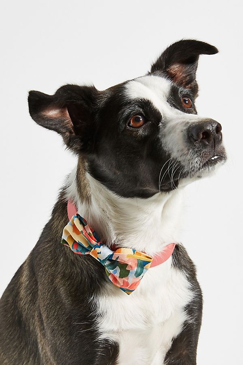dog with bow tie collar