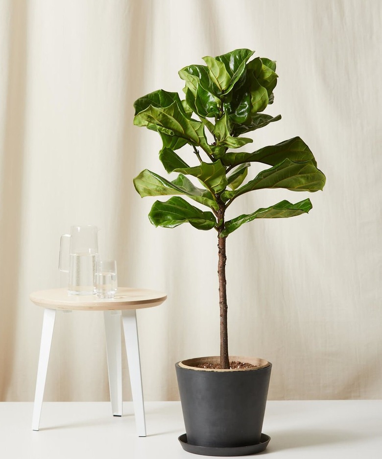 Bloomscape Fiddle Leaf Fig