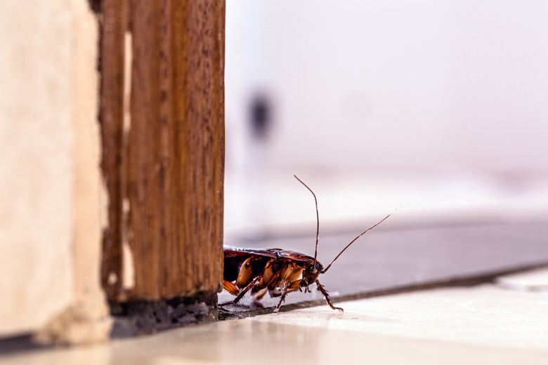 American cockroach