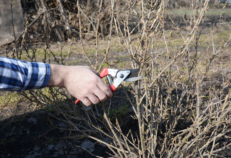 Spring Gardening. Gardener cutting gooseberry Ribes uva-crispa bush with bypass secateurs in early spring.