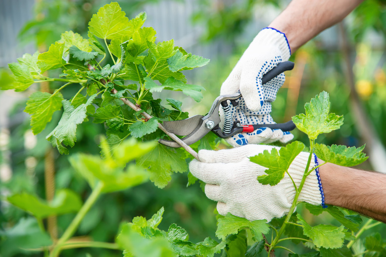 Gardener pruning shears bushes. Garden. Selective focus.
