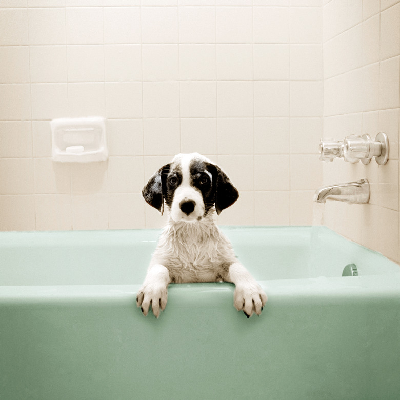 Puppy in Bathtub