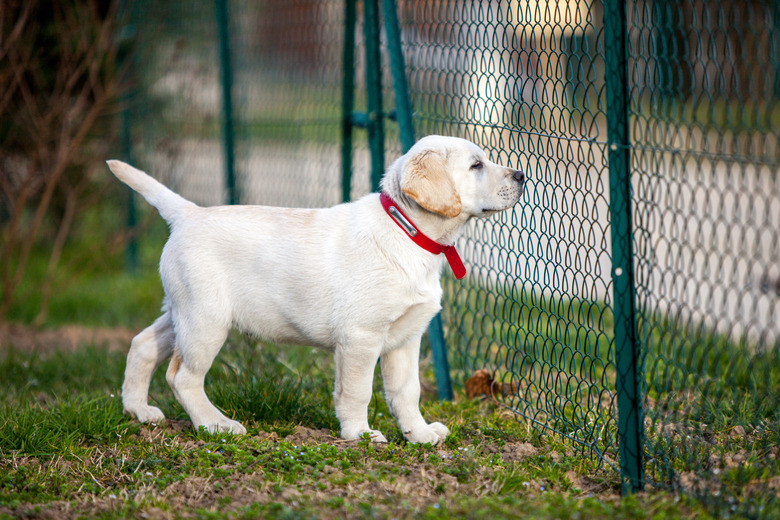 labrador retriever puppy
