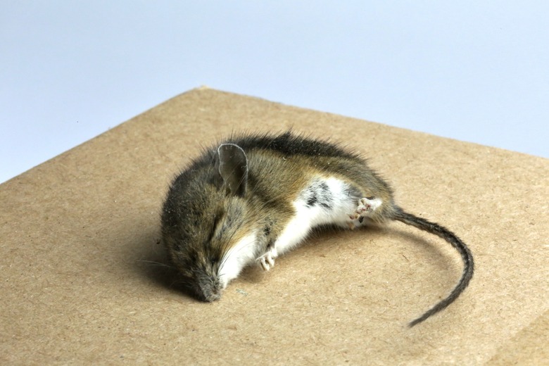 Dead Mouse Mus musculus