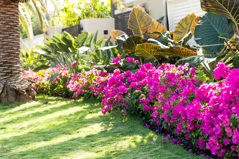 Vibrant pink bougainvillea flowers in Florida Keys or Miami