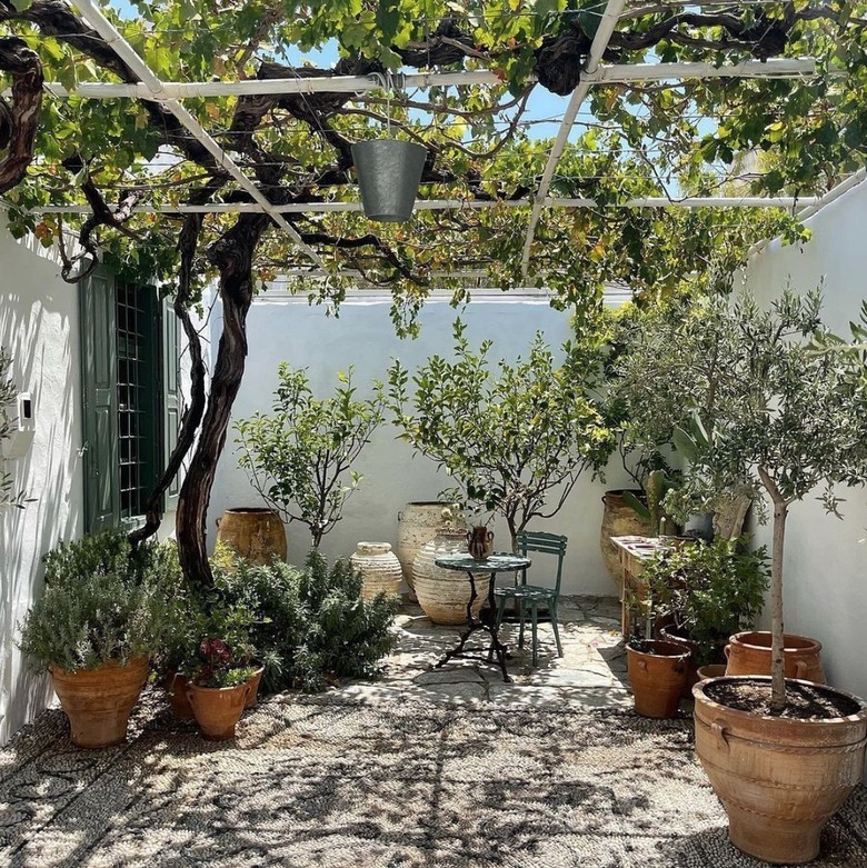 Patio with potted trees and herbs