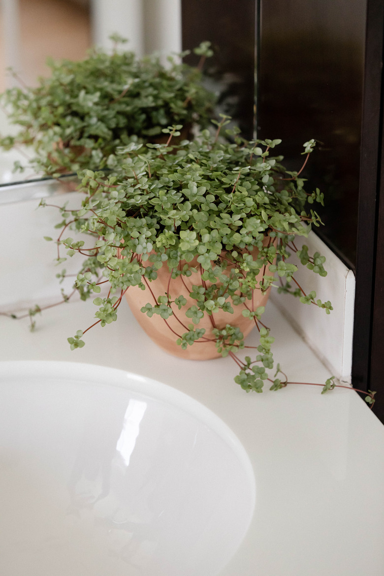 Plant on bathroom counter