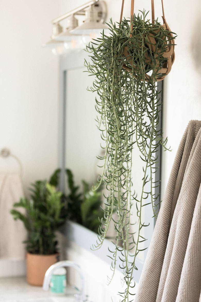 Hanging plant in bathroom
