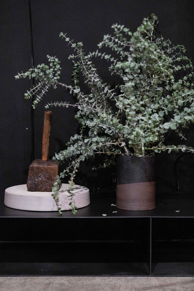 Eucalyptus plant against black wall