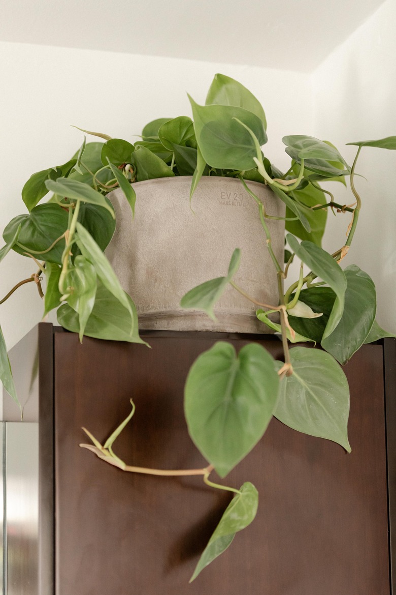 Plant up on high cabinet