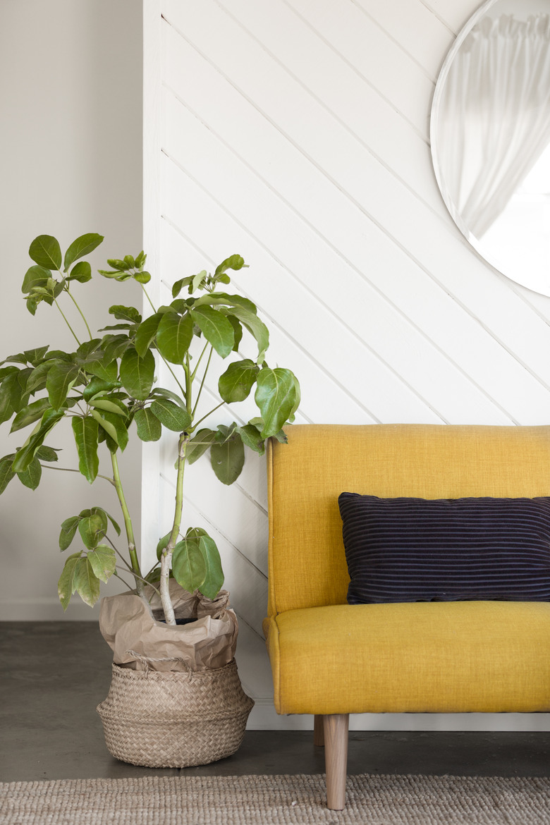 Plant next to yellow couch