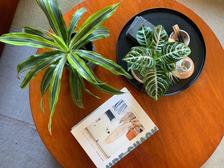 Supremely Cute Coffee Table Plants Hunker