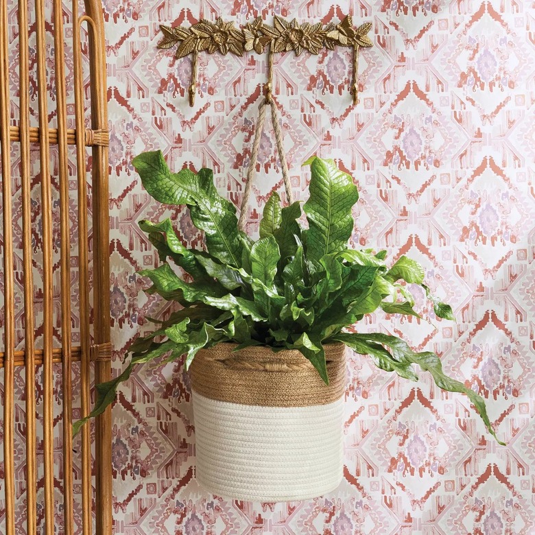 hanging basket with plant