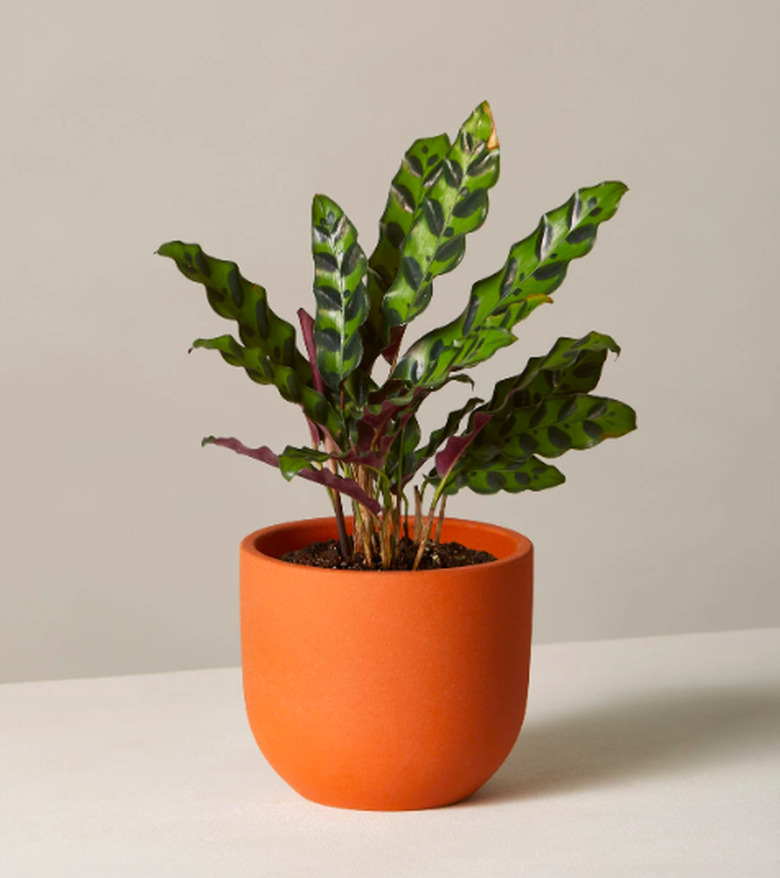 The Sill Calathea Rattlesnake plant in terracotta pot