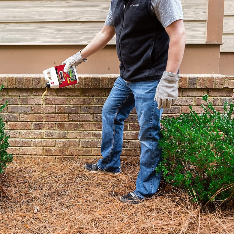 A man spreading ant blocker around a home
